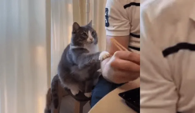Video es viral en TikTok. El felino no soportó ver a su dueño comiendo frente a él y trató de llamar su atención para que le invitara un poco. Fotocaptura: YouTube