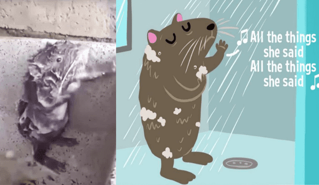 Facebook: ¿Por qué video de rata 'bañándose' creó polémica en Chile? [VIDEO]