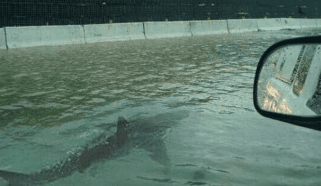 Twitter: La verdad de la foto del tiburón en una carretera inundada de EE.UU.