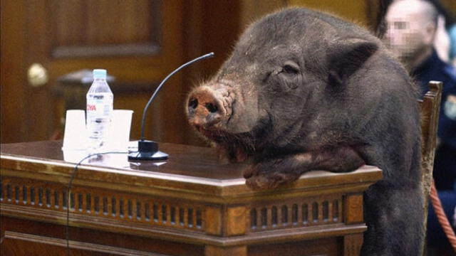 En Alemania, cualquiera que siente que violan sus derechos puede presentar una demanda, incluido un cerdo. Foto: referencial