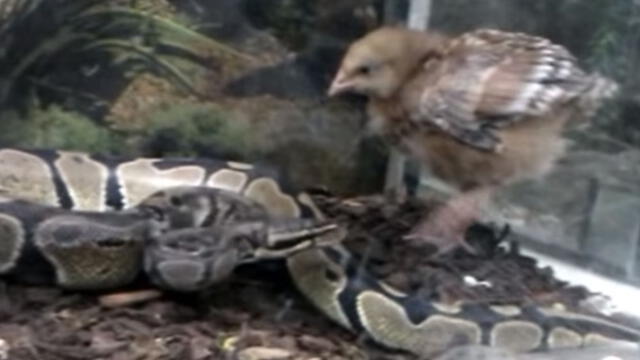 Vía Facebook: nadie imaginó el final del enfrentamiento entre un pollito y una serpiente
