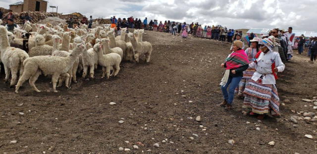 Arequipa: En Caylloma reciben cobertizos para proteger a los animales ante las heladas