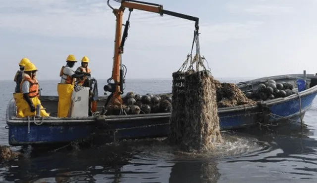Callao: Comienza reevaluación sanitaria de áreas de producción de moluscos 