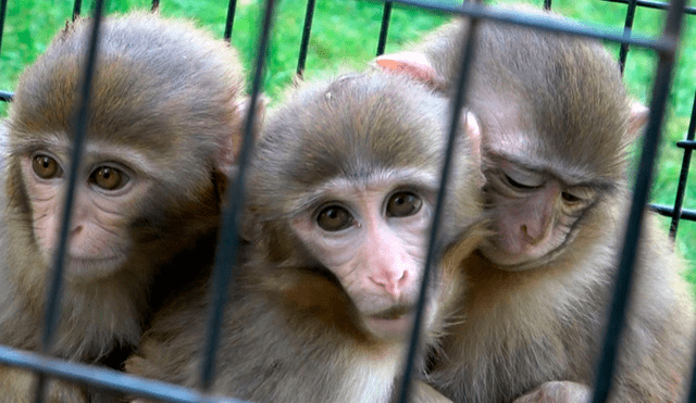 Los veterinarios señalaron que los monos cuidan de su hermano: lo alimentan y nunca lo dejan solo. (Foto: Daily Sabah)