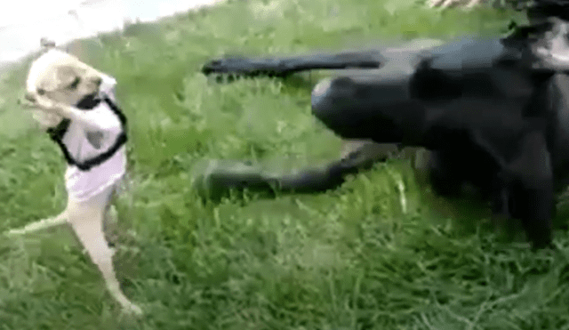 Facebook: Chihuahua se enfrenta a Gran Danés y la escalofriante escena te asombrará [VIDEO] 