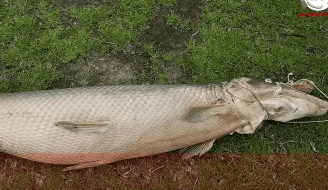 YouTube viral: hallan espeluznante criatura en río y quedan en shock al sacarlo [VIDEO]