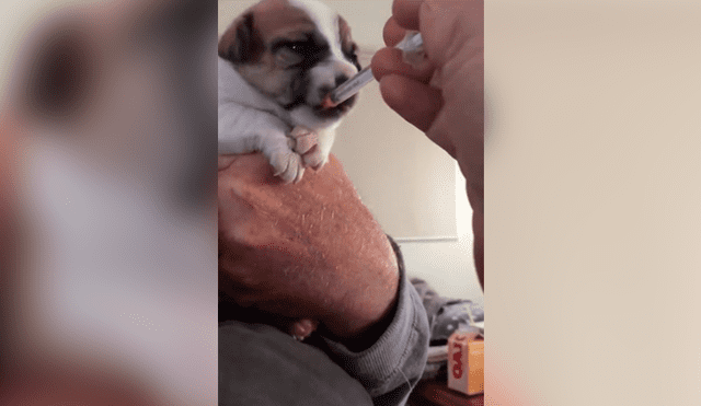 Cachorro ingiere medicina por primera vez y tiene inesperada reacción que enternece a miles