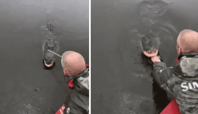 Turista que grabó el video viral de Facebook toca los colmillos de gigantesco cocodrilo, sin imaginar lo que pasaría con sus manos.