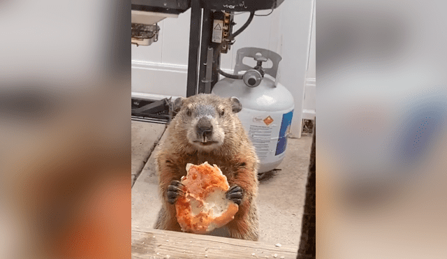 Desliza las imágenes para conocer el singular delito que cometió una marmota tras invadir una casa.