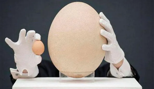 El huevo de ave más grande del mundo