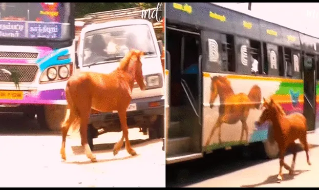 El video conmovió los corazones de miles de usuarios en redes sociales. Foto: composición de LR/captura de Facebook/@Metdaananimals