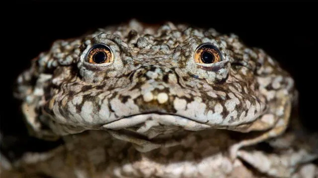 Rana gigante del titicaca. Foto: D. Alarcón.