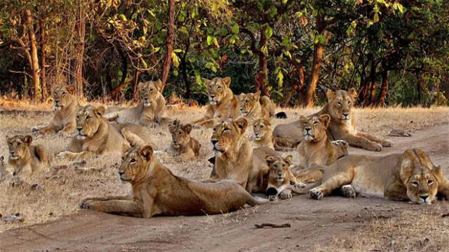 Epidemia mortal ataca a los últimos leones asiáticos del mundo