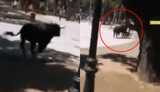 Facebook Viral: Un ‘milagro’ ocurrió luego que niño en silla de ruedas fuera embestido por un toro [VIDEO]
