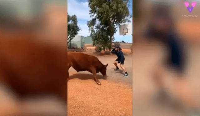 Desliza hacia la izquierda para ver las divertidas escenas del toro jugador de baloncesto. Foto: captura de YouTube
