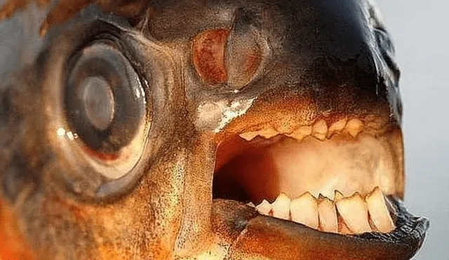 Facebook viral: 'extraña criatura' aparece en río y pescador muestra su terrorífico aspecto [FOTOS]