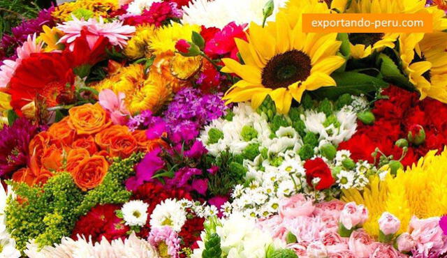Exportación de flores peruanas sumó más de US$5. 5 millones