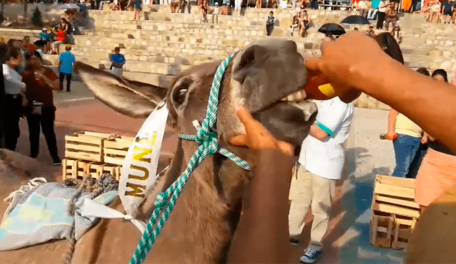 Indignante: pobladores obligan a burro a beber cerveza por la nariz [VIDEO]  