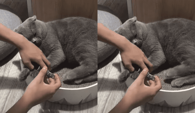 Viral en Facebook: mira el increíble truco para cortar las unas de un gato [VIDEO]