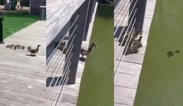 Video es viral en YouTube. Turistas grabaron la peculiar hazaña de los patos recién nacidos cuando se dejaban guiar por su madre