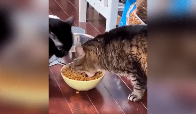 Desliza las imágenes para observa el comportamiento de un gato para impedir que su ‘amigo’ le quite su comida. Foto: Captura.