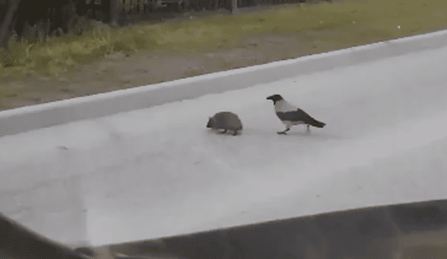 Desliza las imágenes hacia la izquierda para conocer la noble acción de un pájaro para salvar la vida de un erizo.