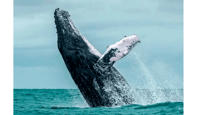 Graban terrorífico momento en que ballena devora a lobo marino que se alejó de su manada [VIDEO] 