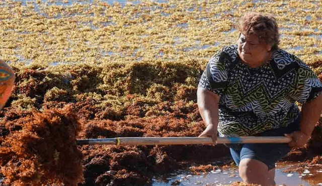 ¿Cómo afecta el sargazo al medio ambiente y en qué beneficia a los pescadores peruanos?