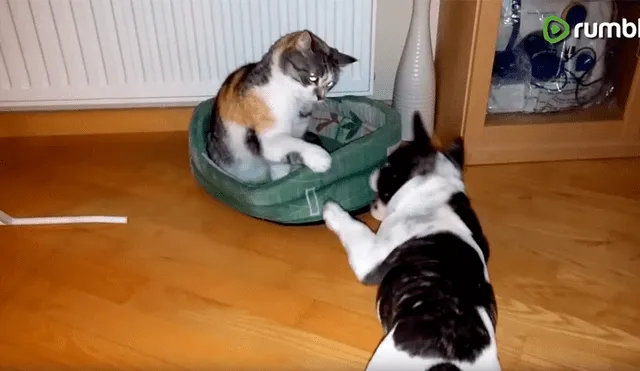 Perro bebé pelea con gato por su cama y desenlace enternece a todos [VIDEO] 