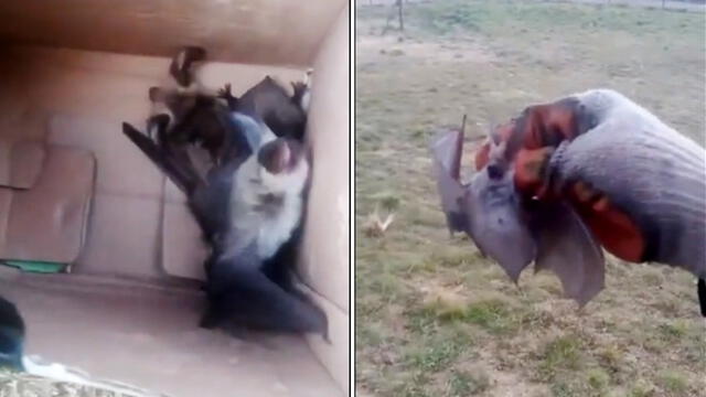 Puno. Murciélagos causan temor entre pobladores de Zepita. Foto: Captura video Facebook