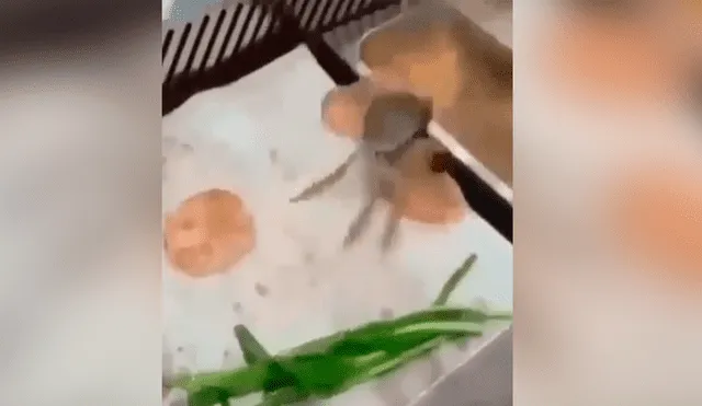 Facebook viral: cangrejo intenta escapar de cocinero y sin querer cae a la olla hirviendo