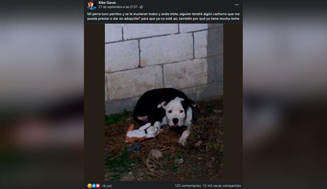 Desliza las imágenes para conocer la historia de una perrita que perdió a sus crías y recibió el apoyo de su dueño. Foto: Facebook