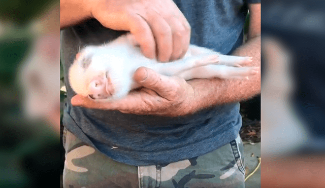 En Facebook, un hombre aplicó un ingenioso método para hacer dormir a su mascota y sorprendió a miles.