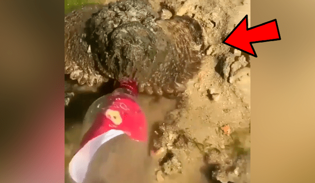 YouTube viral: se topa con misteriosa ‘piedra’ en charco de agua, se acerca y descubre algo insólito