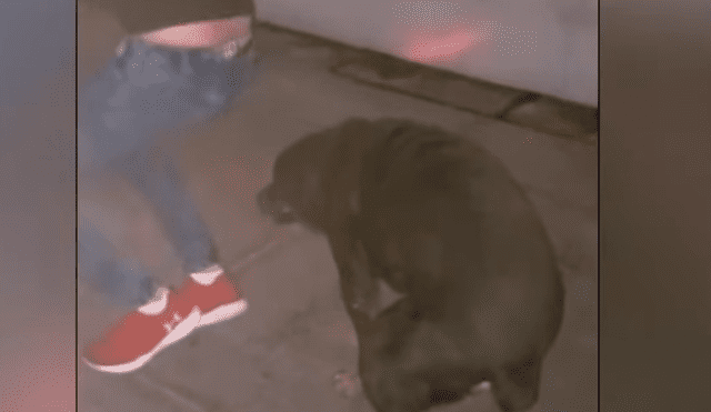 Facebook viral: Perro es sorprendido bailando reggaetón en plena fiesta y su estilo sorprende [VIDEO]