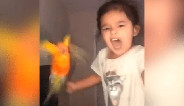 YouTube viral: temible loro es entrenado por una niña para que ataque cuando ella se lo pide [VIDEO]