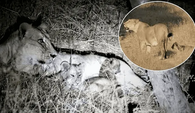 YouTube viral: miles se conmueven por increíble acto de una mamá leona que adoptó a bebé leopardo [VIDEO]