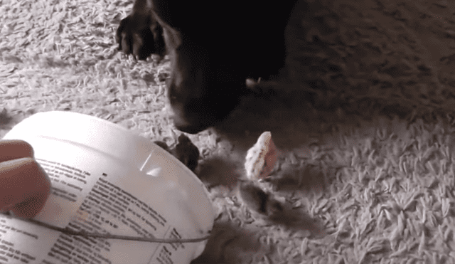 A través de YouTube se hizo viral un video que muestra el momento en que un perro ve por primera vez a un grupo de polluelos.
