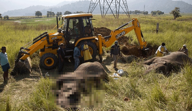 India: tren atropelló y mató a dos elefantes 