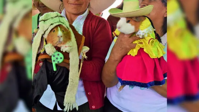 Singular 'matrimonio' entre cuyes se desarrolló en Cajabamba