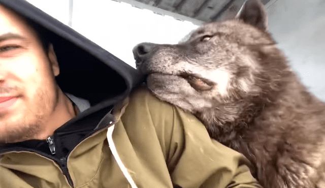 YouTube viral: chico busca tomarse selfie con enorme lobo negro y este reacciona así [VIDEO]