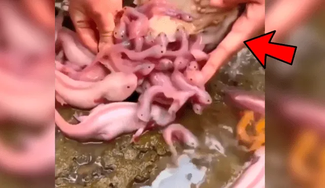 YouTube viral: navega misterioso lago y se topa con nido de criaturas acuáticas que cuidaban un ‘tesoro’