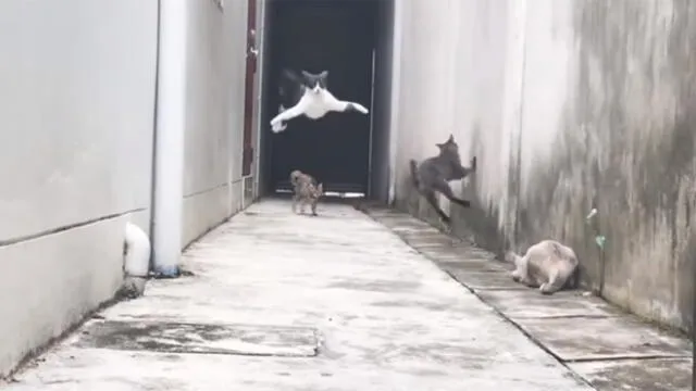 YouTube Viral: gato escapa de forma impresionante de otros felinos y asombra a miles
