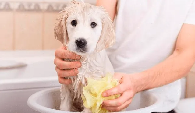 ¿Vas bañar a tu mascota? Sigue estos consejos