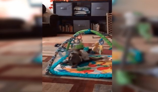Facebook viral: Travieso perro aprovecha descuido de su dueña para agarrar los juguetes de bebé [VIDEO]