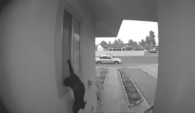 Desliza hacia la izquierda para ver la travesura que gato hizo y se volvió viral en YouTube.