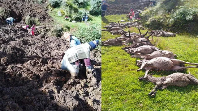 Lluvias provocaron deslizamiento de tierra y piedras, que terminó por sepultar a las ovejas.