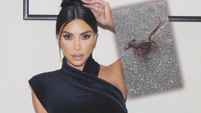 La esposa de Kanye West quedó asombrada con el animal y decidió difundir las imágenes en sus redes sociales.