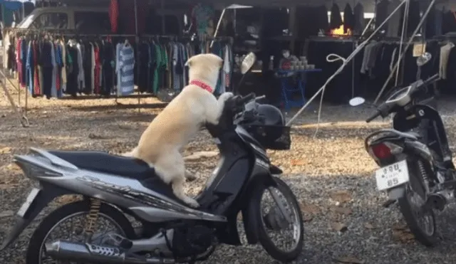 Video es viral en TikTok. Visitantes quedaron sorprendidos con la obediente conducta del can y no dudaron en grabarlo mientras esperaba pacientemente a su dueña.