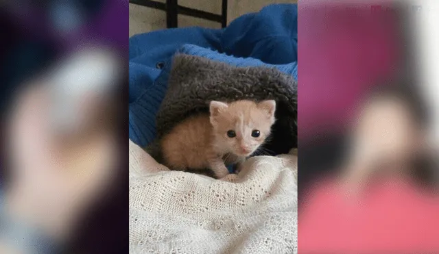 Desliza para ver el radical cambio de este gatito que enamoró a miles en Facebook. Foto: Captura.